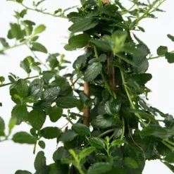 Amerikansk syren - Sæt 2 - Ceanothus thyrsiflorus Repens - Højde 60-70cm - ⌀17cm