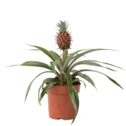 Ananasplante - Ananas comosus 'Mi Amigo' - Højde 35-45cm - ⌀12cm