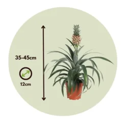 Ananasplante - Ananas comosus 'Mi Amigo' - Højde 35-45cm - ⌀12cm
