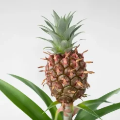 Ananasplante - Ananas comosus 'Mi Amigo' - Højde 35-45cm - ⌀12cm