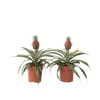 Ananasplante - Sæt med 2 - Ananas comosus 'Mi Amigo' - Højde 35-45cm - ⌀12cm