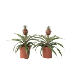 Ananasplante - Sæt med 2 - Ananas comosus 'Mi Amigo' - Højde 35-45cm - ⌀12cm