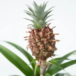 Ananasplante - Sæt med 2 - Ananas comosus 'Mi Amigo' - Højde 35-45cm - ⌀12cm