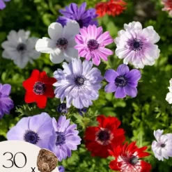 Anemoneløg - Sæt med 30 - Anemoon de Caen - Blomsterløg - Flerfarvet