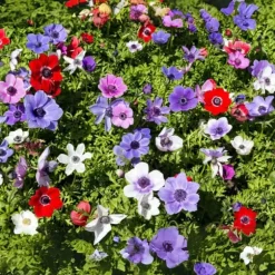 Anemoneløg - Sæt med 30 - Anemoon de Caen - Blomsterløg - Flerfarvet