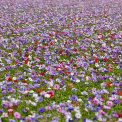 Anemoneløg - Sæt med 30 - Anemoon de Caen - Blomsterløg - Flerfarvet