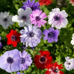 Anemoneløg - Sæt med 30 - Anemoon de Caen - Blomsterløg - Flerfarvet