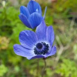 Anemoneløg - Sæt med 30 - Anemoon de Caen - Blomsterløg - Flerfarvet