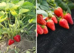 Anti-roddug - Agrotekstil - 1,1 x 50 m - 50 jordstifter