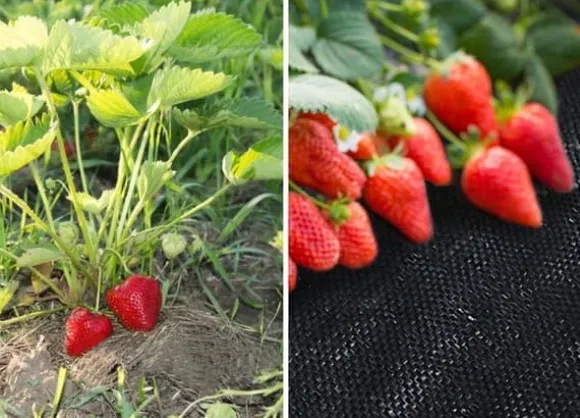 Anti-roddug - Agrotekstil - 1,1 x 50 m - 50 jordstifter