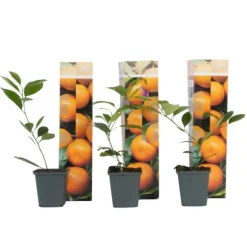 Appelsintræ - 3 stk - Citrus mitis Calamondin - Højde 25-40cm - ⌀9cm
