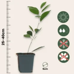 Appelsintræ - 3 stk - Citrus mitis Calamondin - Højde 25-40cm - ⌀9cm