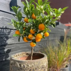 Appelsintræ - 3 stk - Citrus mitis Calamondin - Højde 25-40cm - ⌀9cm