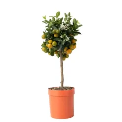 Appelsintræ - Citrus mitis 'Calamondin' - Højde 55-65cm - ⌀19cm