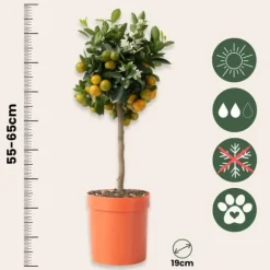 Appelsintræ - Citrus mitis 'Calamondin' - Højde 55-65cm - ⌀19cm