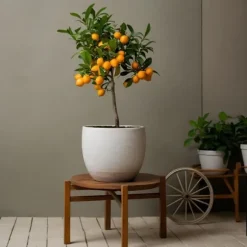 Appelsintræ - Citrus mitis 'Calamondin' - Højde 55-65cm - ⌀19cm