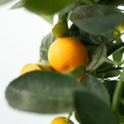 Appelsintræ - Citrus mitis 'Calamondin' - Højde 55-65cm - ⌀19cm