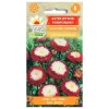 Asterfrø Gusford Supreme - Flerfarvede pomponblomster til blomsterbede og buketter