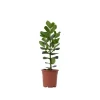 Autografplante - Clusia rosea 'Princess' - Højde 50-60cm - ⌀17cm