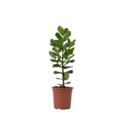 Autografplante - Clusia rosea 'Princess' - Højde 50-60cm - ⌀17cm