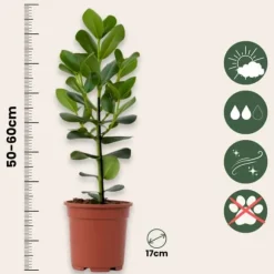 Autografplante - Clusia rosea 'Princess' - Højde 50-60cm - ⌀17cm