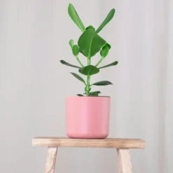 Autografplante - Clusia rosea 'Princess' - Højde 50-60cm - ⌀17cm