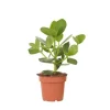 Autografplante - Clusia rosea 'Princess' - Højde 25-35cm - ⌀12cm