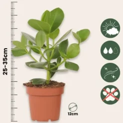 Autografplante - Clusia rosea 'Princess' - Højde 25-35cm - ⌀12cm