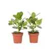 Autografplante - Sæt med 2 - Clusia rosea 'Princess' - Højde 25-35cm - ⌀12cm