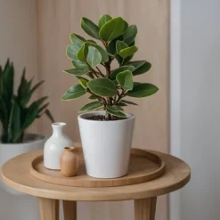 Autografplante - Sæt med 2 - Clusia rosea 'Princess' - Højde 25-35cm - ⌀12cm