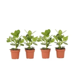 Autografplante - Sæt med 4 - Clusia rosea 'Princess' - Højde 25-35cm - ⌀12cm