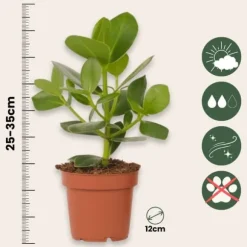 Autografplante - Sæt med 4 - Clusia rosea 'Princess' - Højde 25-35cm - ⌀12cm