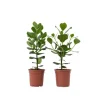 Autografplante - Sæt med 2 - Clusia rosea 'Princess' - Højde 50-60cm - ⌀17cm