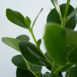 Autografplante - Sæt med 2 - Clusia rosea 'Princess' - Højde 50-60cm - ⌀17cm