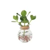 Autografplante i glas - Clusia rosea 'Princess' - Højde 25-35cm - ⌀20cm