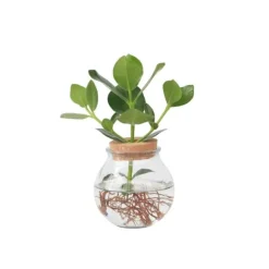 Autografplante i glas - Clusia rosea 'Princess' - Højde 25-35cm - ⌀20cm