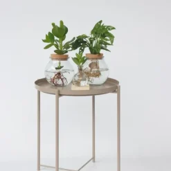 Autografplante i glas - Clusia rosea 'Princess' - Højde 25-35cm - ⌀20cm