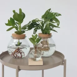 Autografplante i glas - Clusia rosea 'Princess' - Højde 25-35cm - ⌀20cm