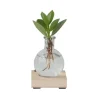 Autografplante i glas - Clusia rosea 'Princess' - Højde 15-20cm - ⌀8cm