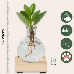 Autografplante i glas - Clusia rosea 'Princess' - Højde 15-20cm - ⌀8cm