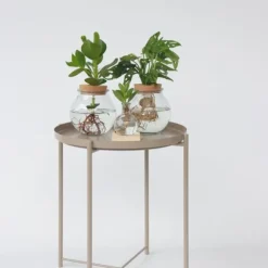 Autografplante i glas - Clusia rosea 'Princess' - Højde 15-20cm - ⌀8cm