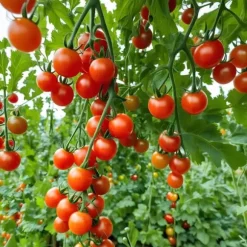 Bajaja hængende cherrytomat 0,2 g PlantiCo frø