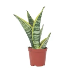 Bajonetplante - Sanseviera trifasciata 'Futura Superba' - Højde 35-40cm - ⌀12cm