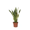 Bajonetplante - Sansevieria trifasciata Laurentii - Højde 60-70cm - ⌀17cm