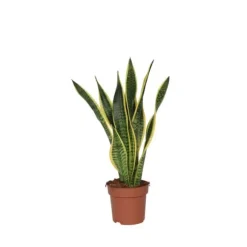Bajonetplante - Sansevieria trifasciata Laurentii - Højde 60-70cm - ⌀17cm