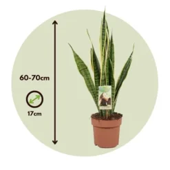 Bajonetplante - Sansevieria trifasciata Laurentii - Højde 60-70cm - ⌀17cm