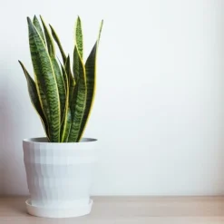 Bajonetplante - Sansevieria trifasciata Laurentii - Højde 60-70cm - ⌀17cm