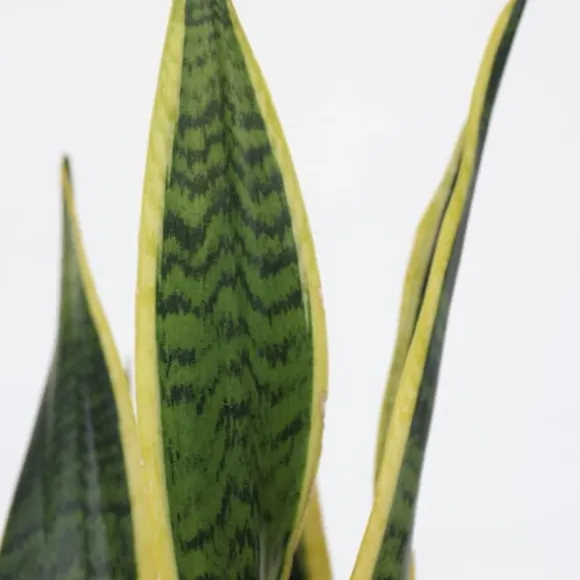Bajonetplante - Sansevieria trifasciata Laurentii - Højde 60-70cm - ⌀17cm