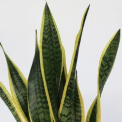 Bajonetplante - Sansevieria trifasciata Laurentii - Højde 60-70cm - ⌀17cm