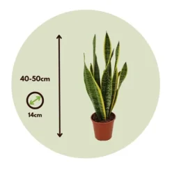 Bajonetplante - Sansevieria trifasciata Laurentii - Højde 40-50cm - ⌀14cm